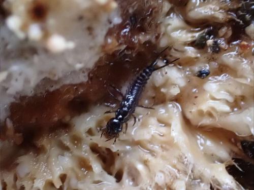 Nebriinae